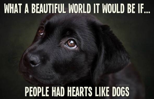 hearts like dogs